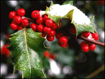 HollyBerries.gif